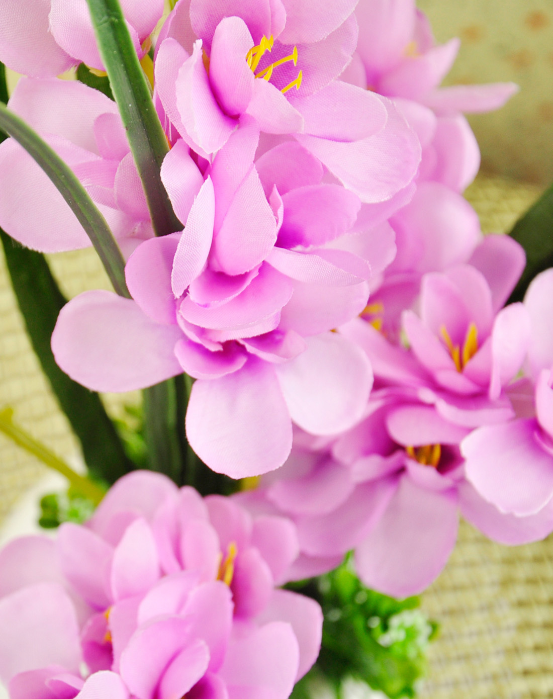 水木娃娃 光触媒环保健康花优雅紫花兰