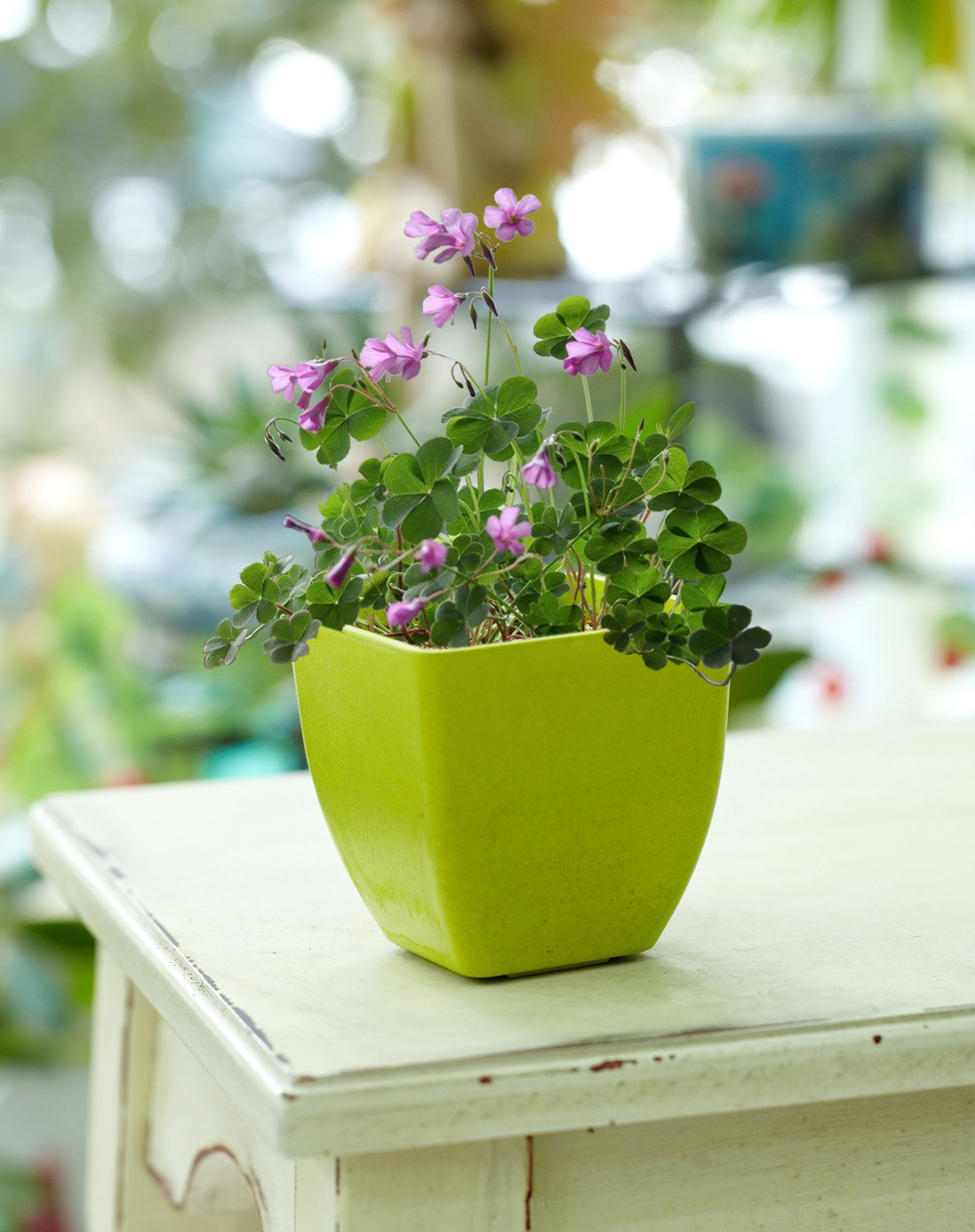 > 【都市农庄】桌面diy可降解花盆 种子盆栽植物(四叶草)