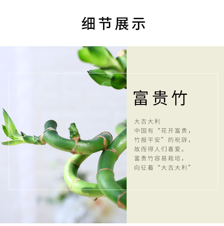 直竹净化空气桌面盆栽绿植办公室花卉水培富贵竹花边玻璃盆