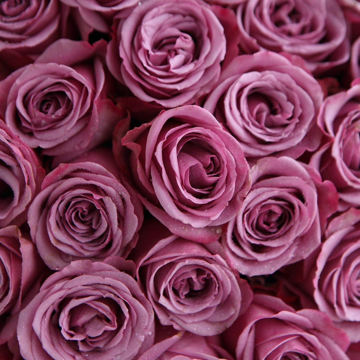 冷美人紫玫瑰鲜花花束-母亲节情人节表白送老婆女友