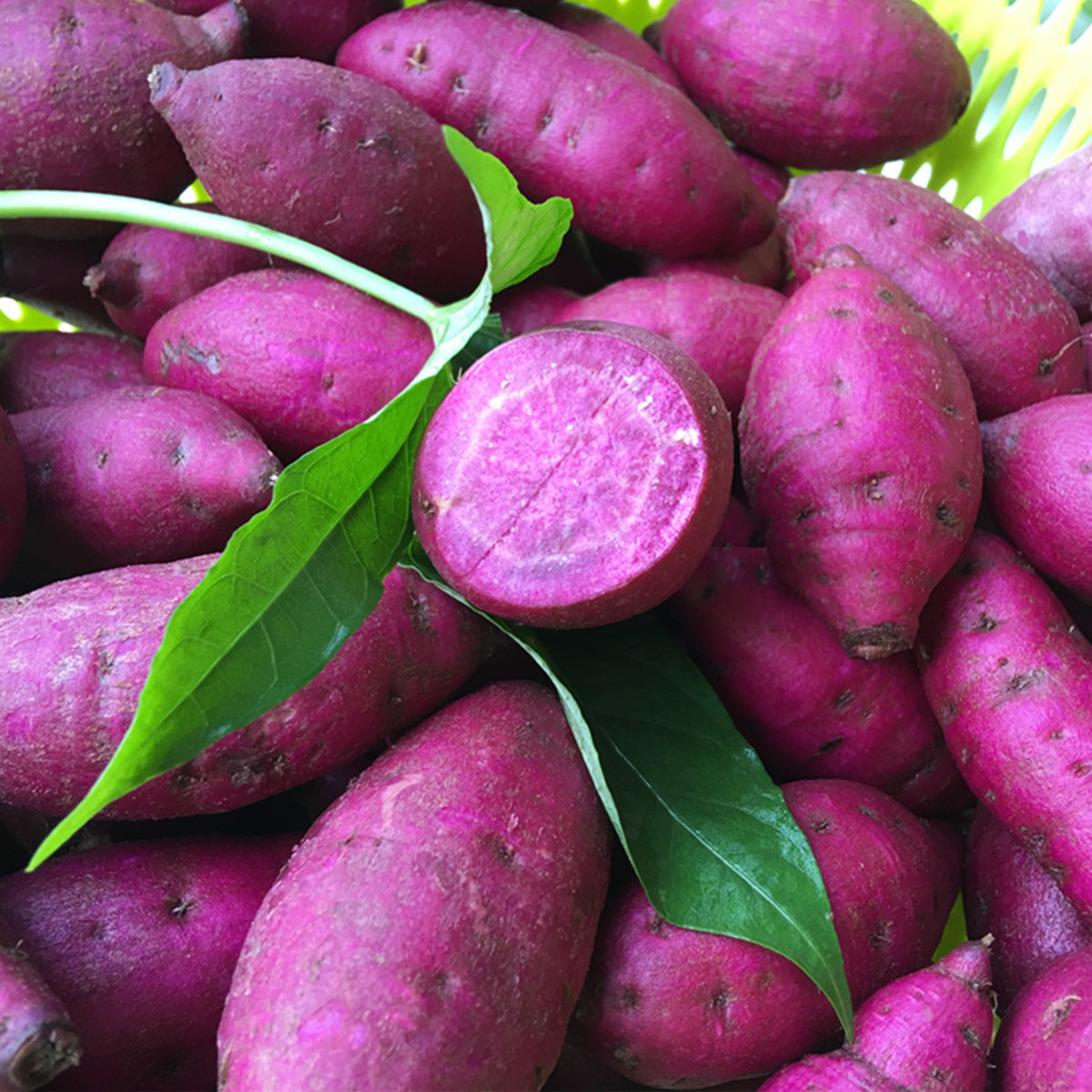 优质紫肉甘薯新品种‘泉紫薯96’