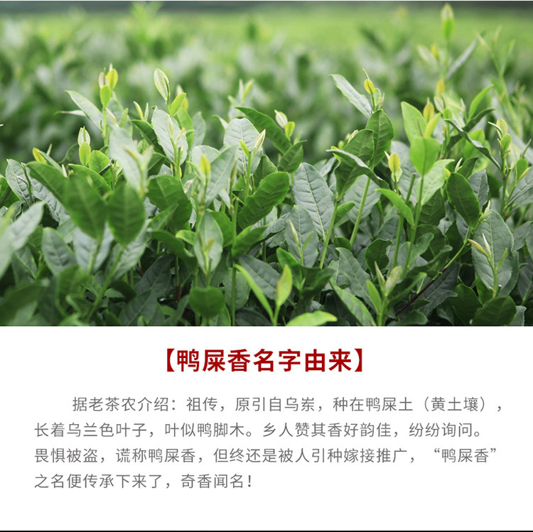 潮州原产新茶鸭屎香单从茶大乌叶凤凰单枞茶500g春茶