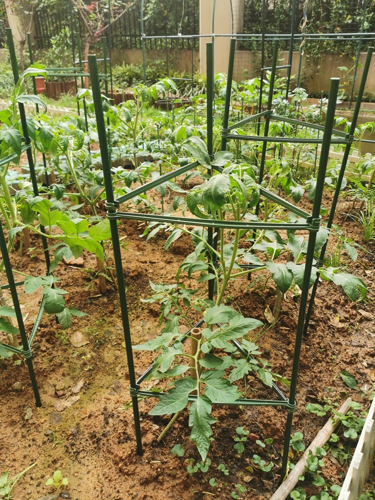 西红柿番茄架子阳台种植架豆角黄瓜爬藤架包塑钢管支撑架植物固定