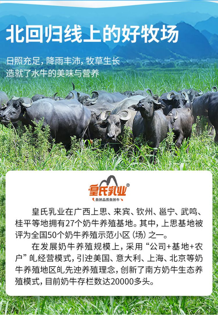 摩拉菲尔水牛奶清养水牛纯牛奶 250ml*12只礼盒儿童牛奶