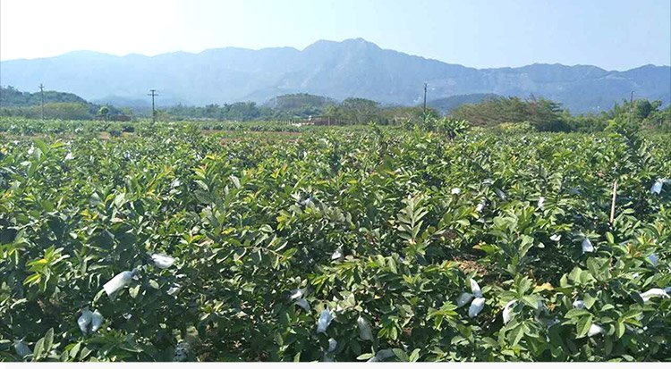 商品参数 detail 品牌名称: 叼食 商品名称: 叼食 台湾红心芭乐5斤装