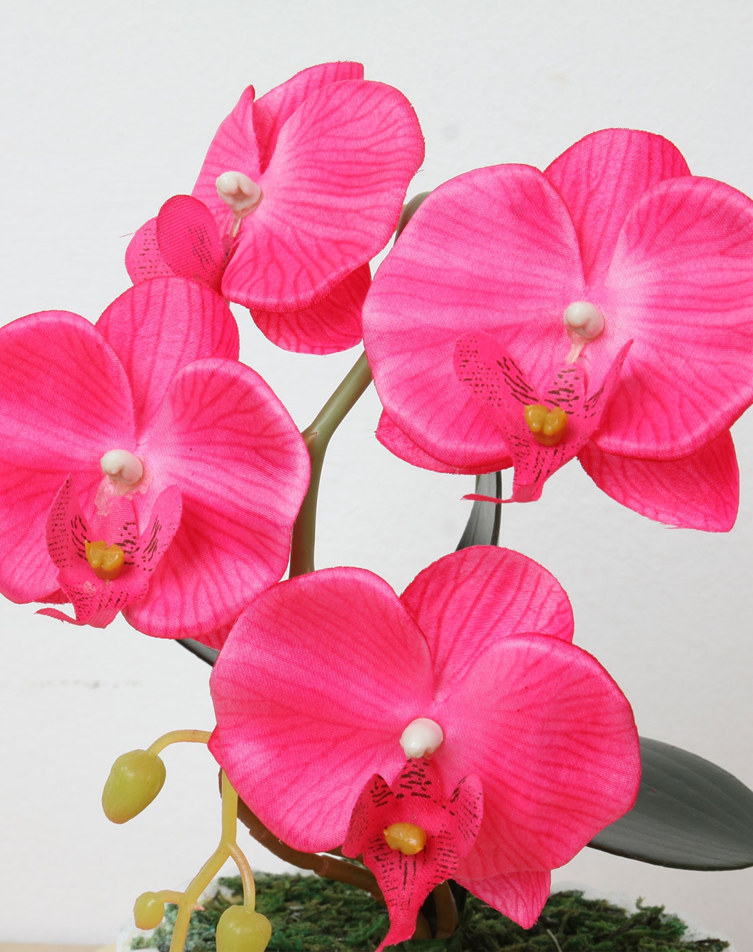 小蝴蝶兰盆栽-玫红色花