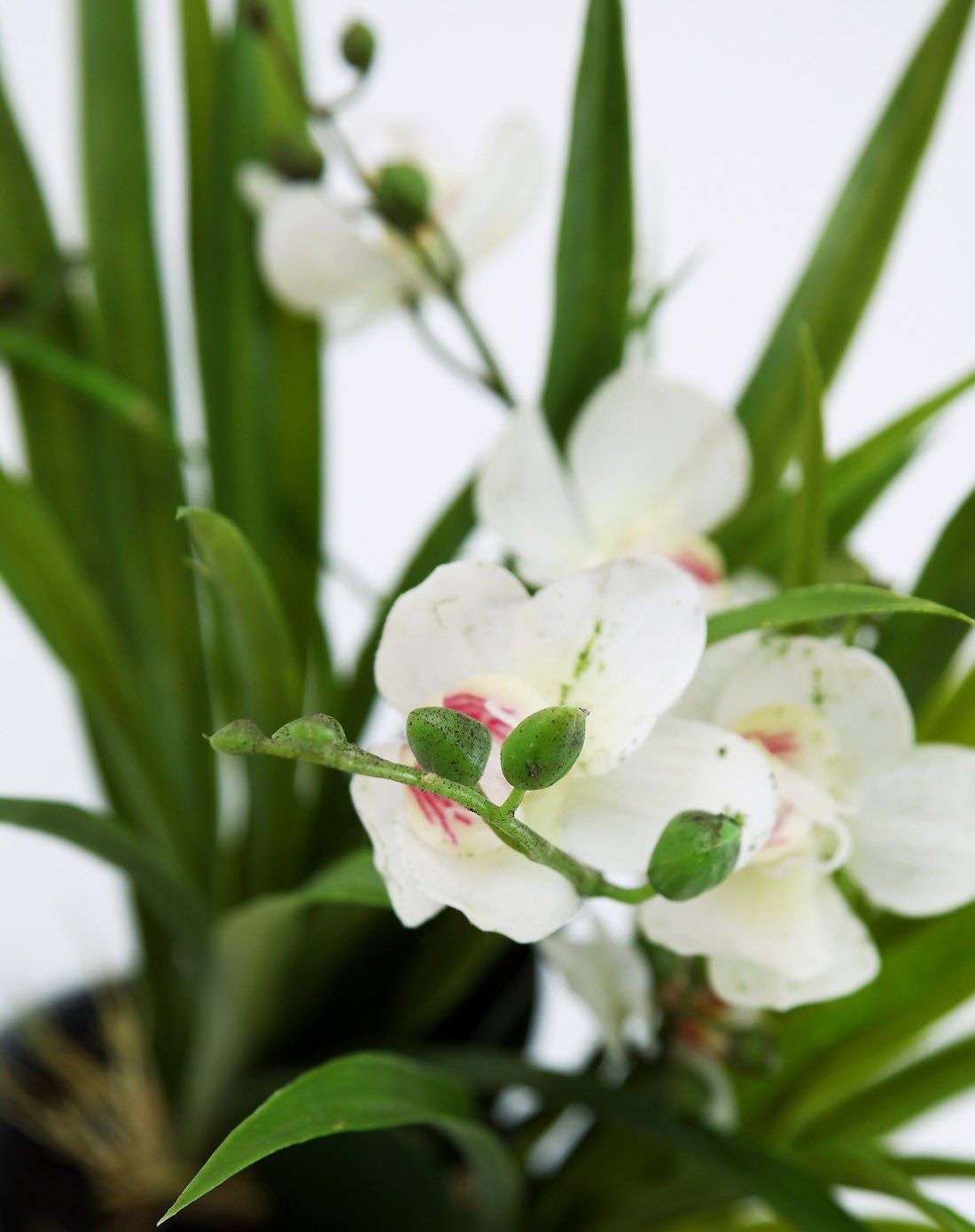 蝴蝶兰仿真绿色小盆栽(白色)