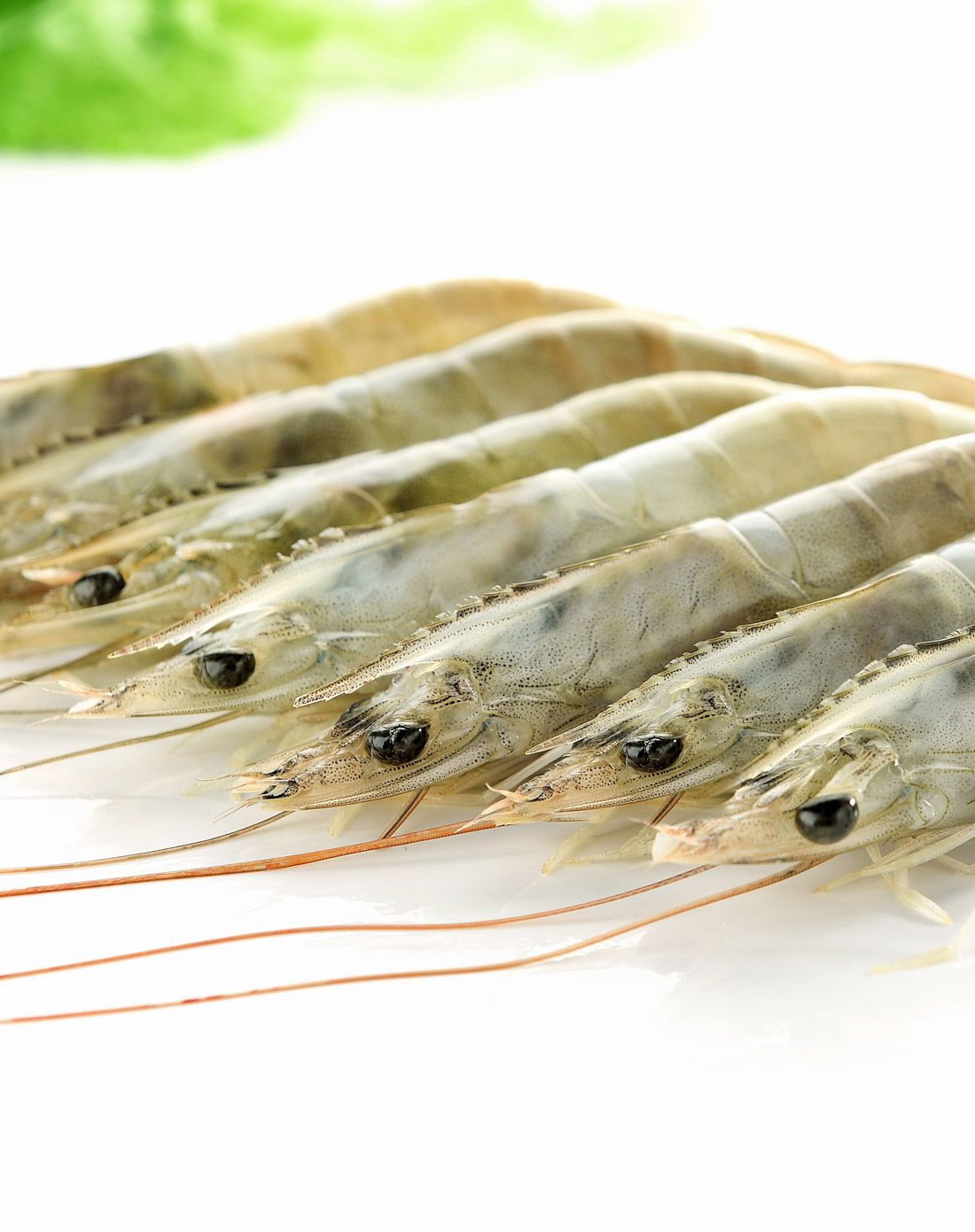 厄瓜多尔白虾 50/60 1.8kg