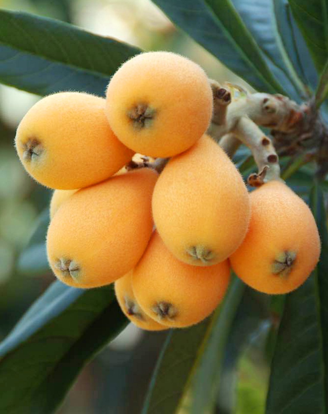 【誉福园】四川攀枝花甜枇杷5斤