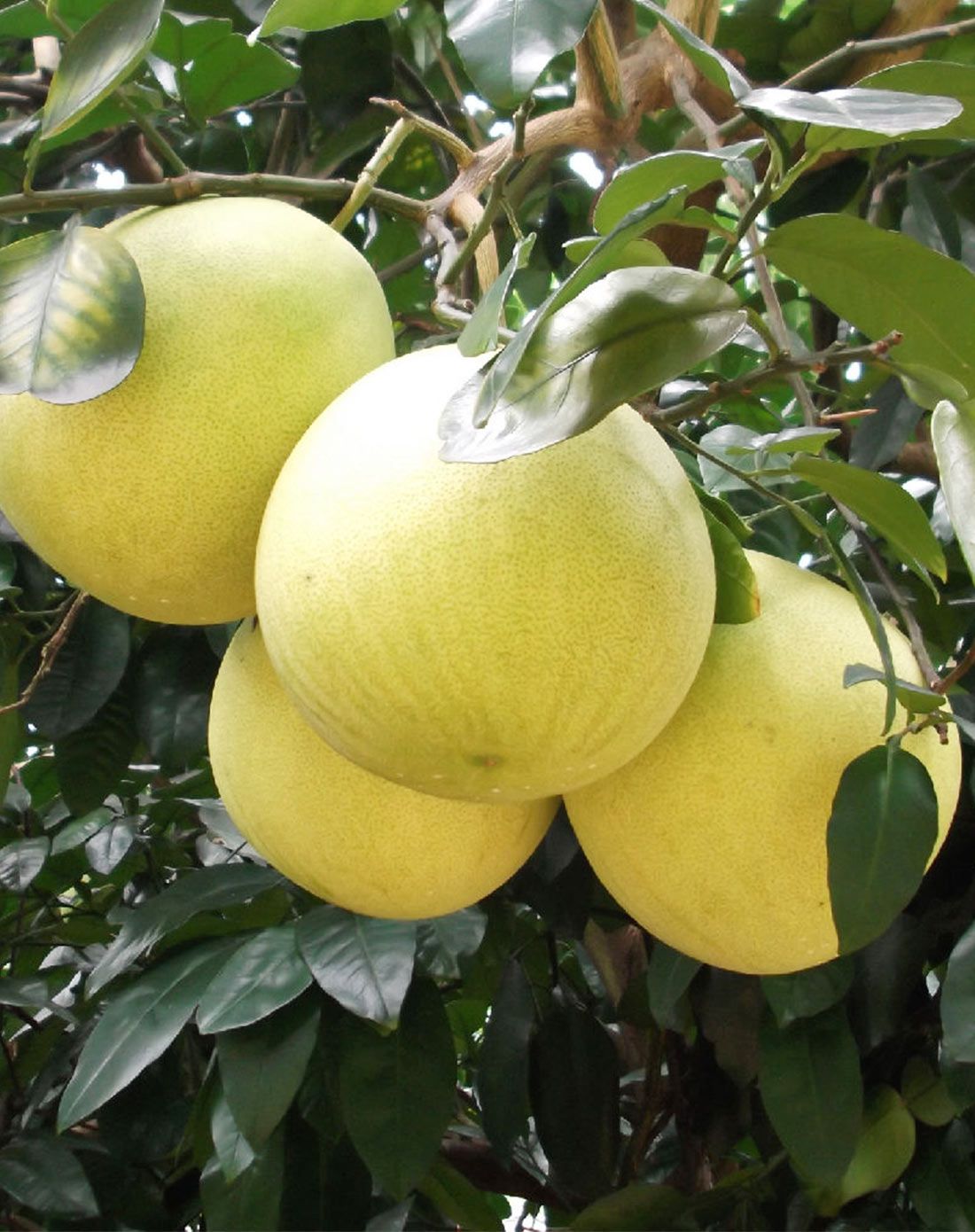 菓宝广东梅州大埔红肉蜜柚特级精品果2个装