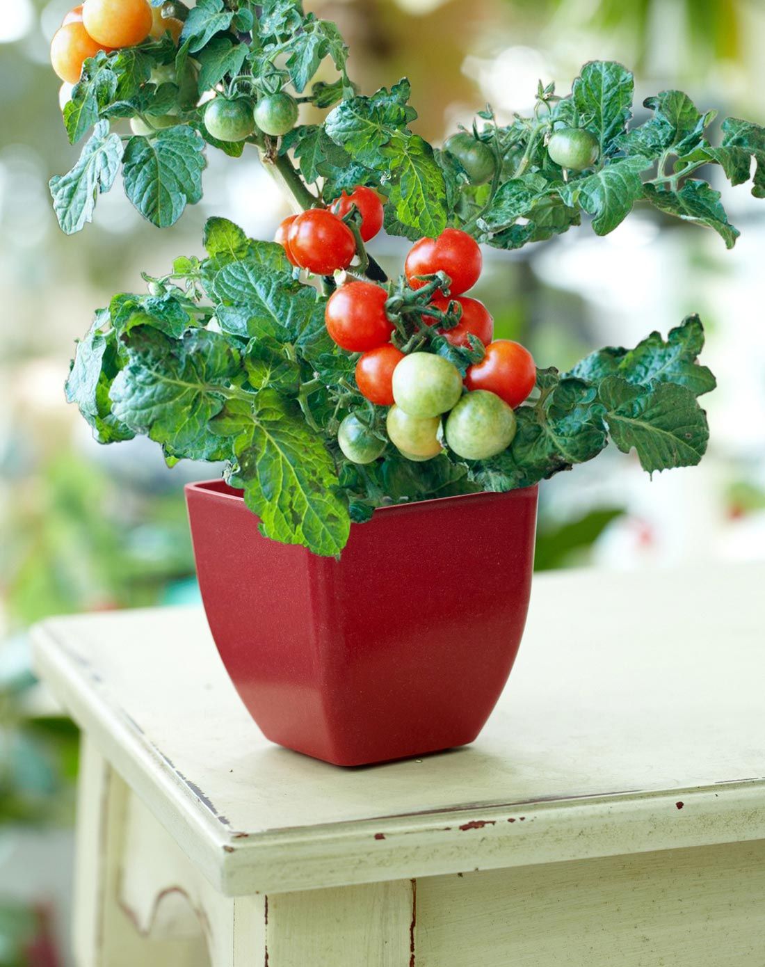 【三件起售】爱的花语居家办公diy花盆 种子套装(西红柿)