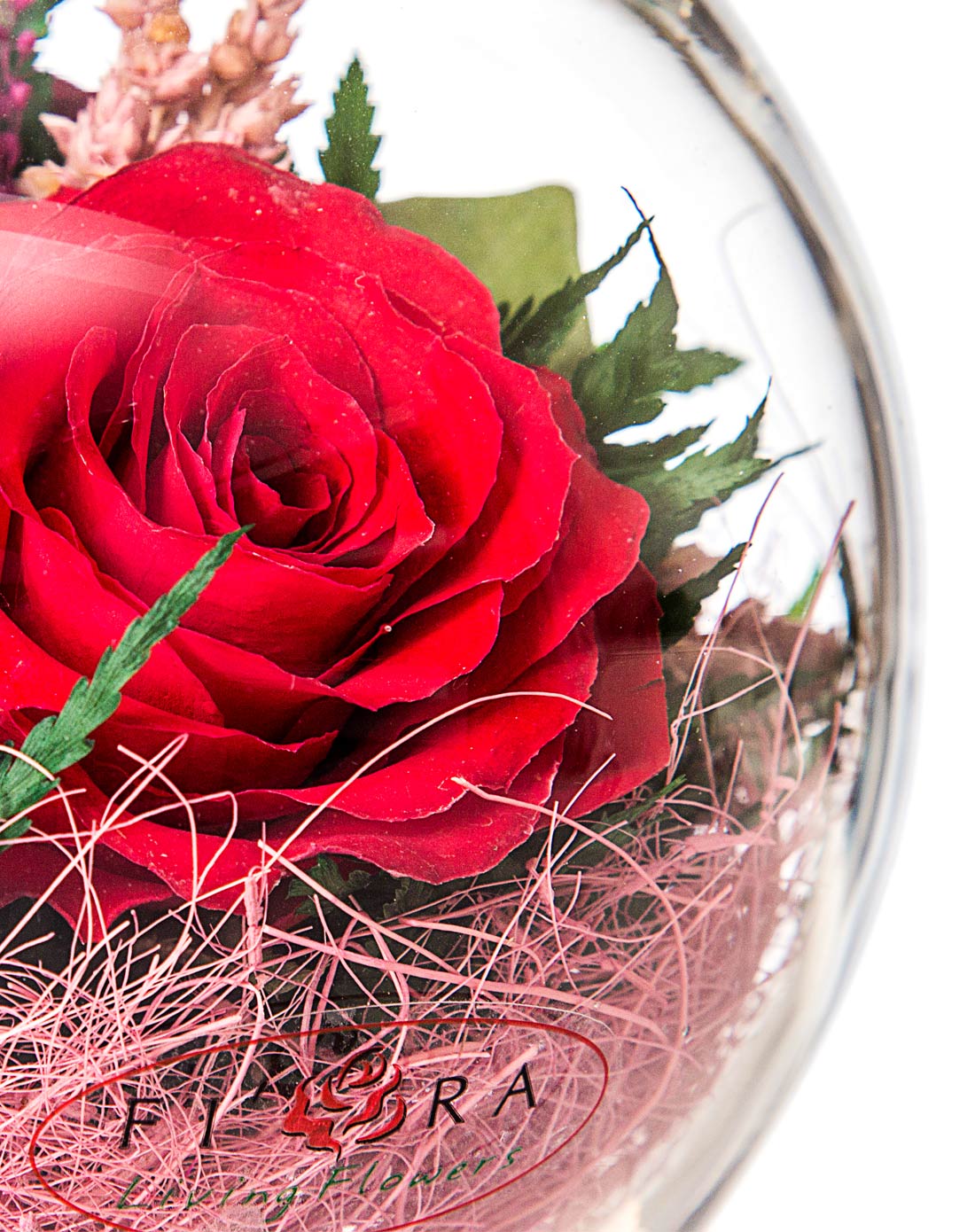 泰国fiora保鲜花圆球状三色玫瑰小号