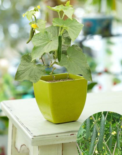 【两件起售】居家办公diy花盆 种子套装(柠檬)