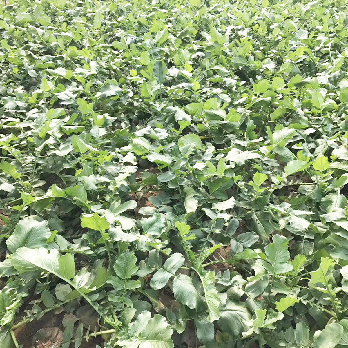 【5斤免邮】天津特产沙窝萝卜新鲜青萝卜水果萝卜百世/韵达随机发