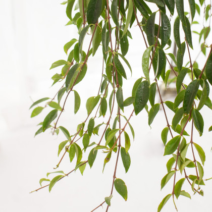 盆栽绿植百万心吊兰植物净化空气柳叶吊兰垂吊花盆栽常青爬藤植物