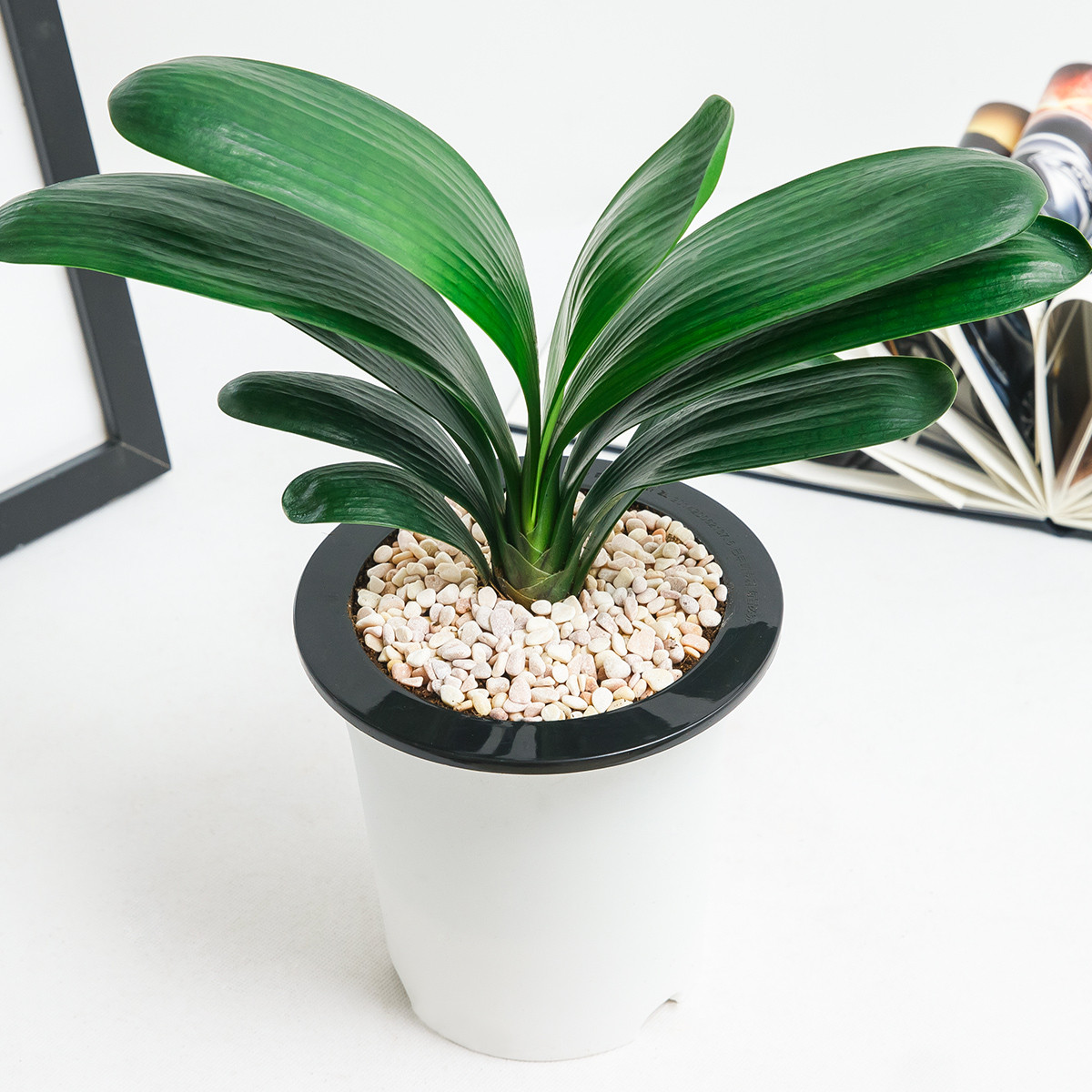 盆栽水培植物四季常青开花植物办公室内盆栽客厅植物室内绿植花卉盆栽