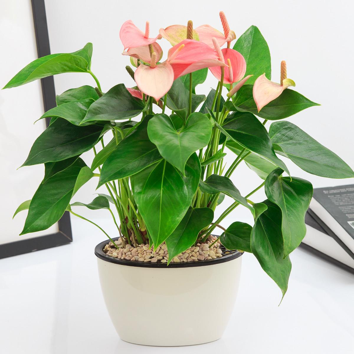 红掌花卉盆栽粉掌办公室内盆栽客厅植物盆栽阳台花卉自动吸水盆栽懒人