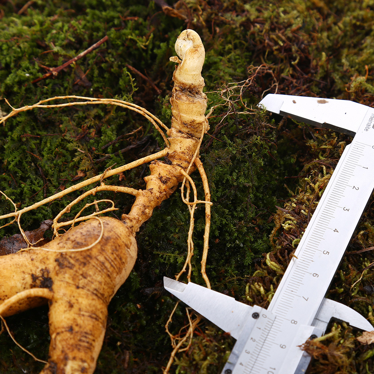 现挖现卖新鲜野山参100克长白山野生人参酒林下参带土新货泡酒