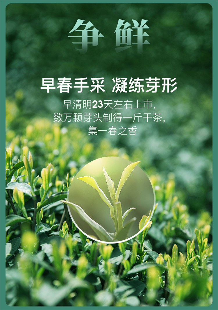 2021新茶上市明前特級江蘇碧螺春茶葉50g春茶嫩芽綠茶現貨