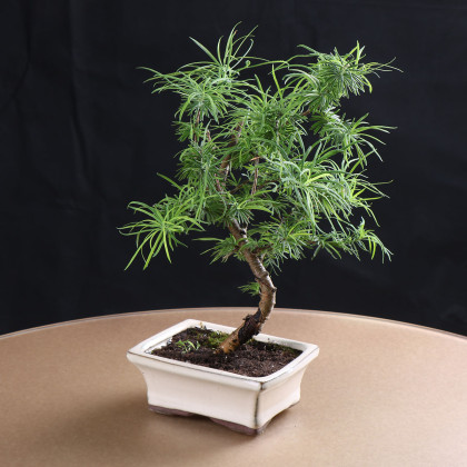 金钱松陶瓷盆金钱松盆景 松树造型盆栽 办公室桌面盆景黄金树