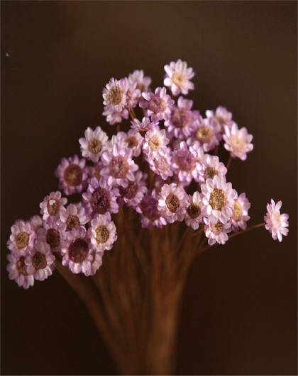 小干花小雏菊干花花束真花风干天然装饰文艺客厅家居摆设生日礼物