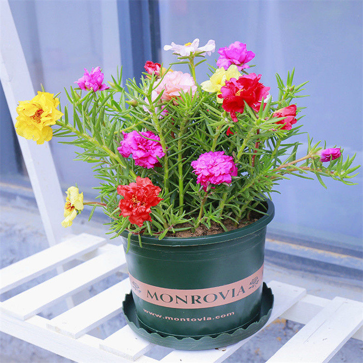 无根重瓣太阳花苗夏季花卉盆栽植物宿根混色枝条室外阳台客厅庭院