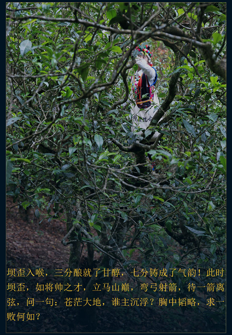 冰岛坝歪春茶古茶整提整箱购收藏 云南古树普洱茶生茶饼茶叶357g