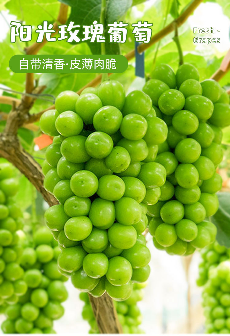 云南阳光玫瑰葡萄2斤/3斤/4斤/5斤 新鲜现摘青葡萄提子 当季水果