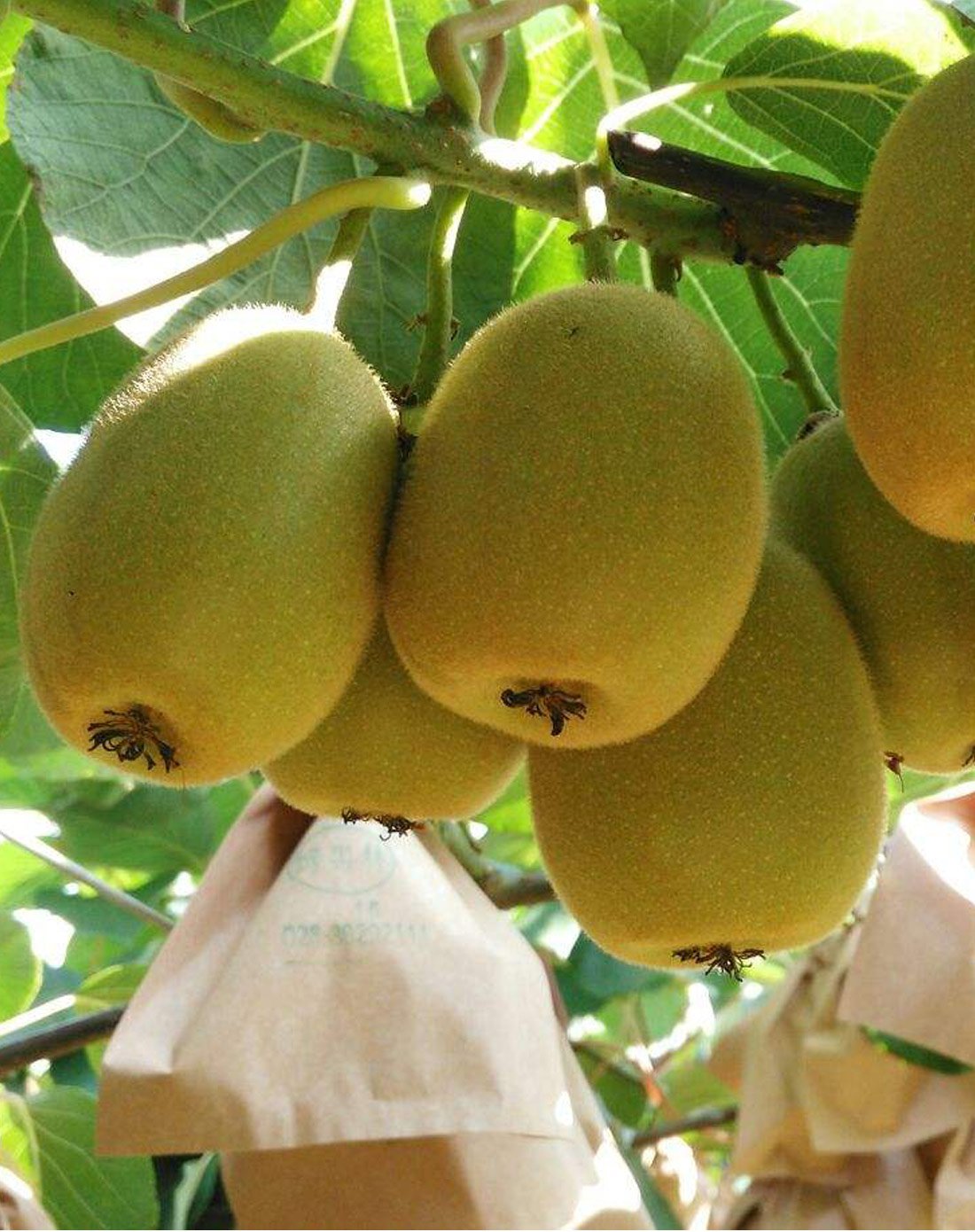 四川蒲江金艳黄心猕猴桃15枚(单果约70-90)