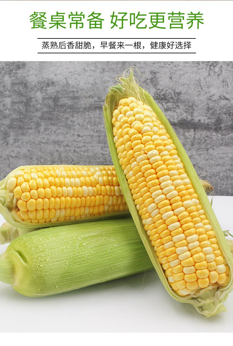 玉米颖果图片