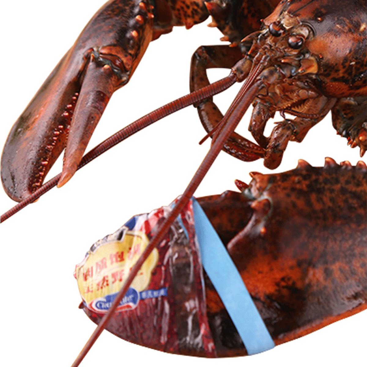 加拿大进口生鲜 鲜活新鲜 美洲大龙虾水产波士顿活龙虾500g